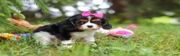 Cavalier King Charles Spaniel dogs for sale: Fern - Ad 3
