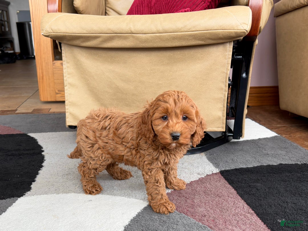 Cockapoo dogs for sale: Cockapoo female 2 - Ad 7