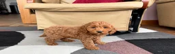 Cockapoo dogs for sale: Cockapoo female 2 - Ad 7