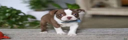 Boston Terrier dogs for sale: Kian - Ad 3
