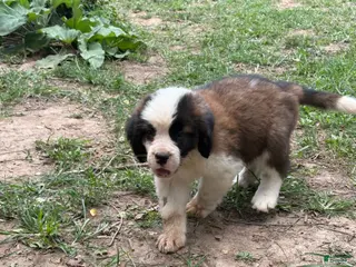 Saint Bernard dogs Robin - Ad 29
