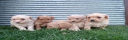 Toy Poodle dogs for sale: Roxy - Ad 3