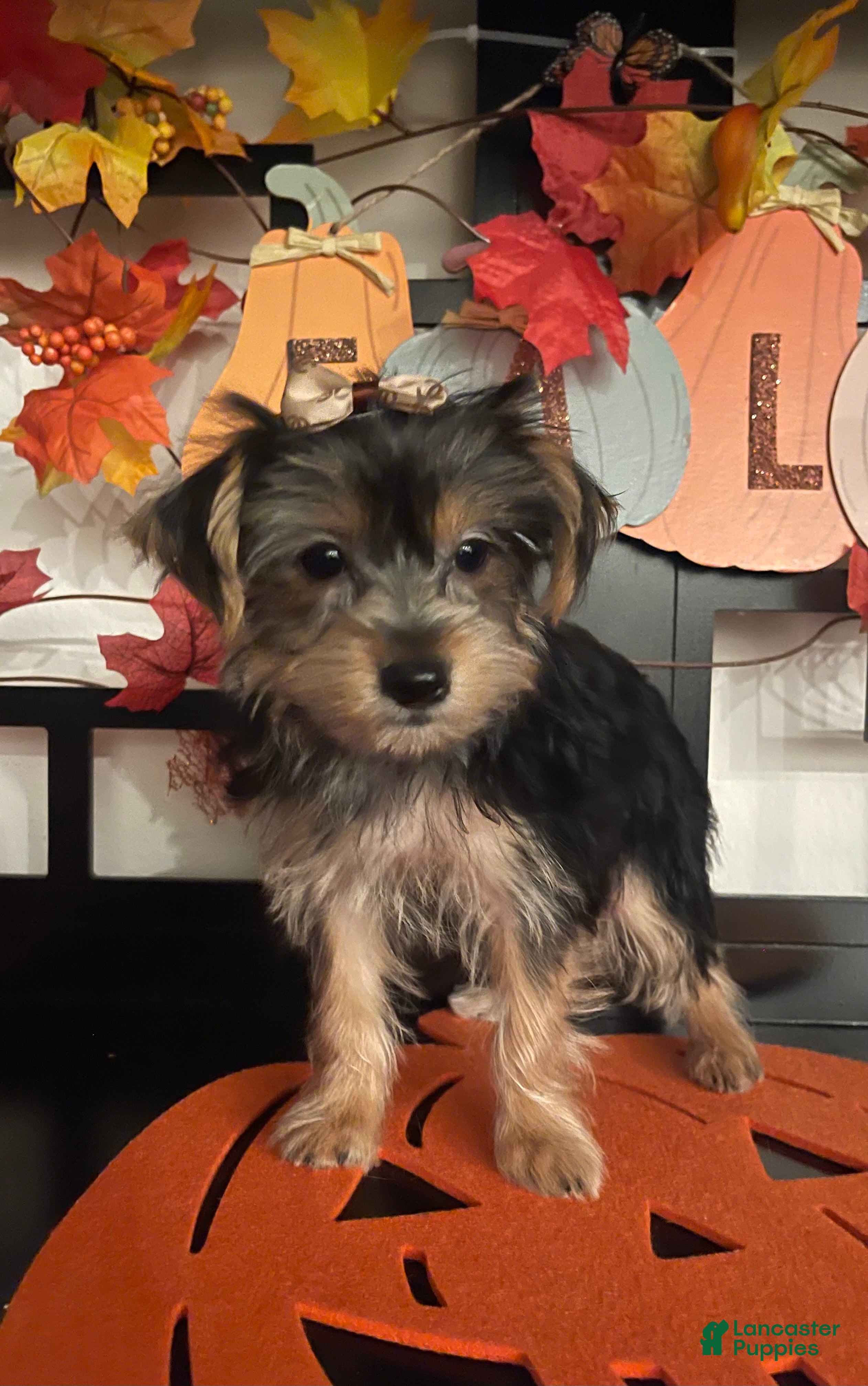 Yorkshire Terrier dogs Yorkshire Terrier 4 - Ad 1