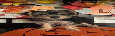 Yorkshire Terrier 4