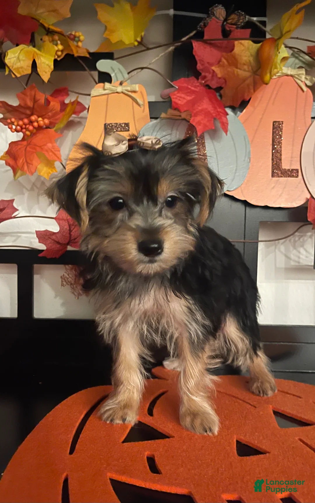 Yorkshire Terrier dogs for sale: Yorkshire Terrier 4 - Ad 1