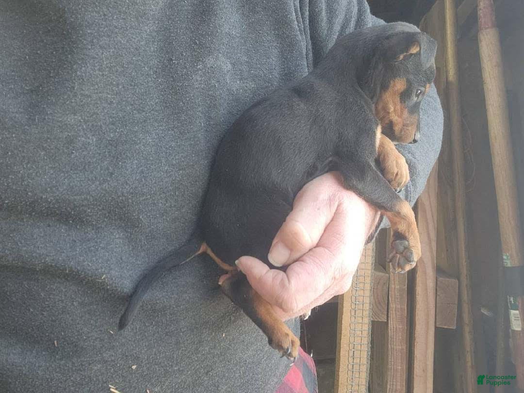 Miniature Pinscher dogs Nikki - Ad 1