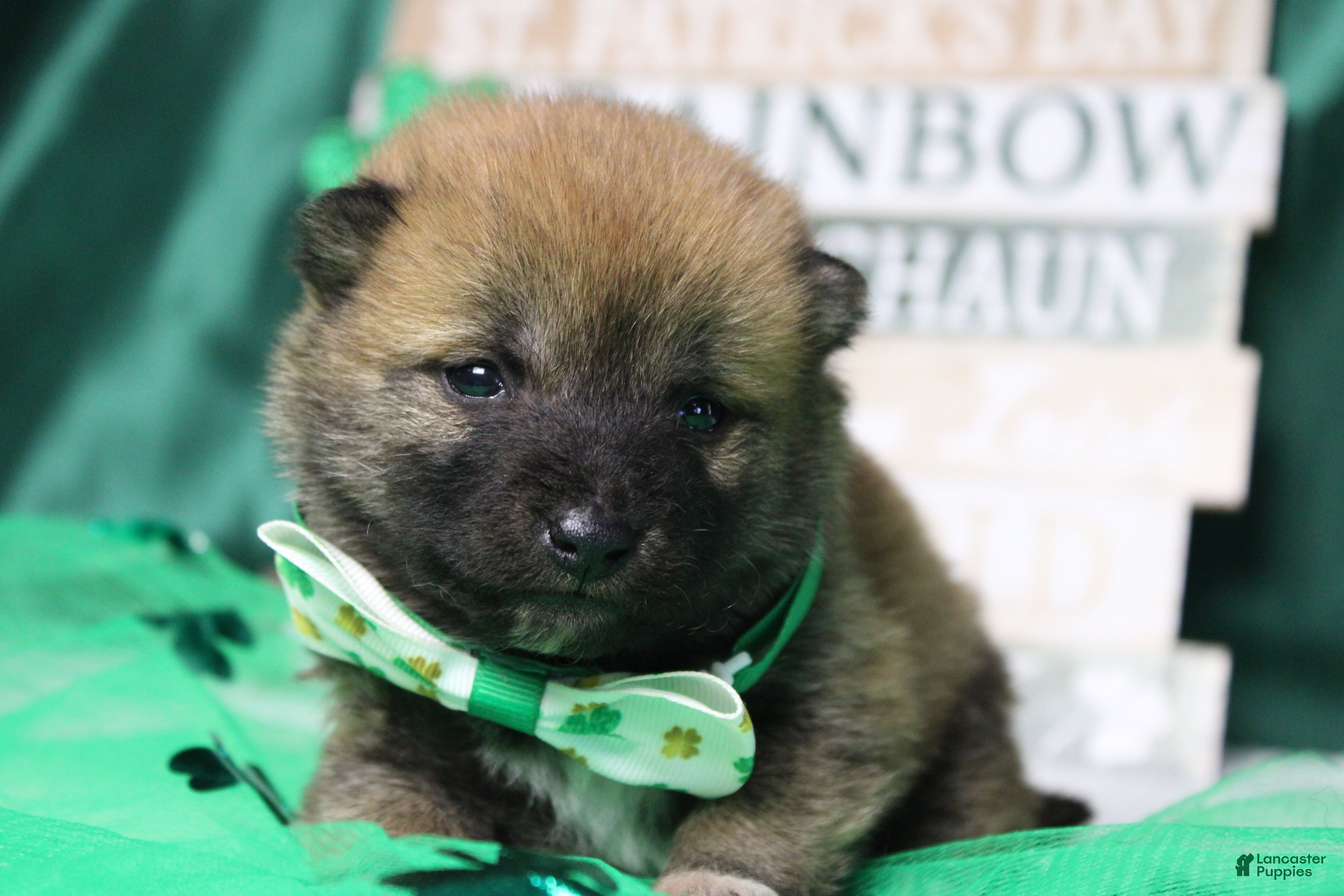 Shiba Inu dogs Blizzard  - Ad 1