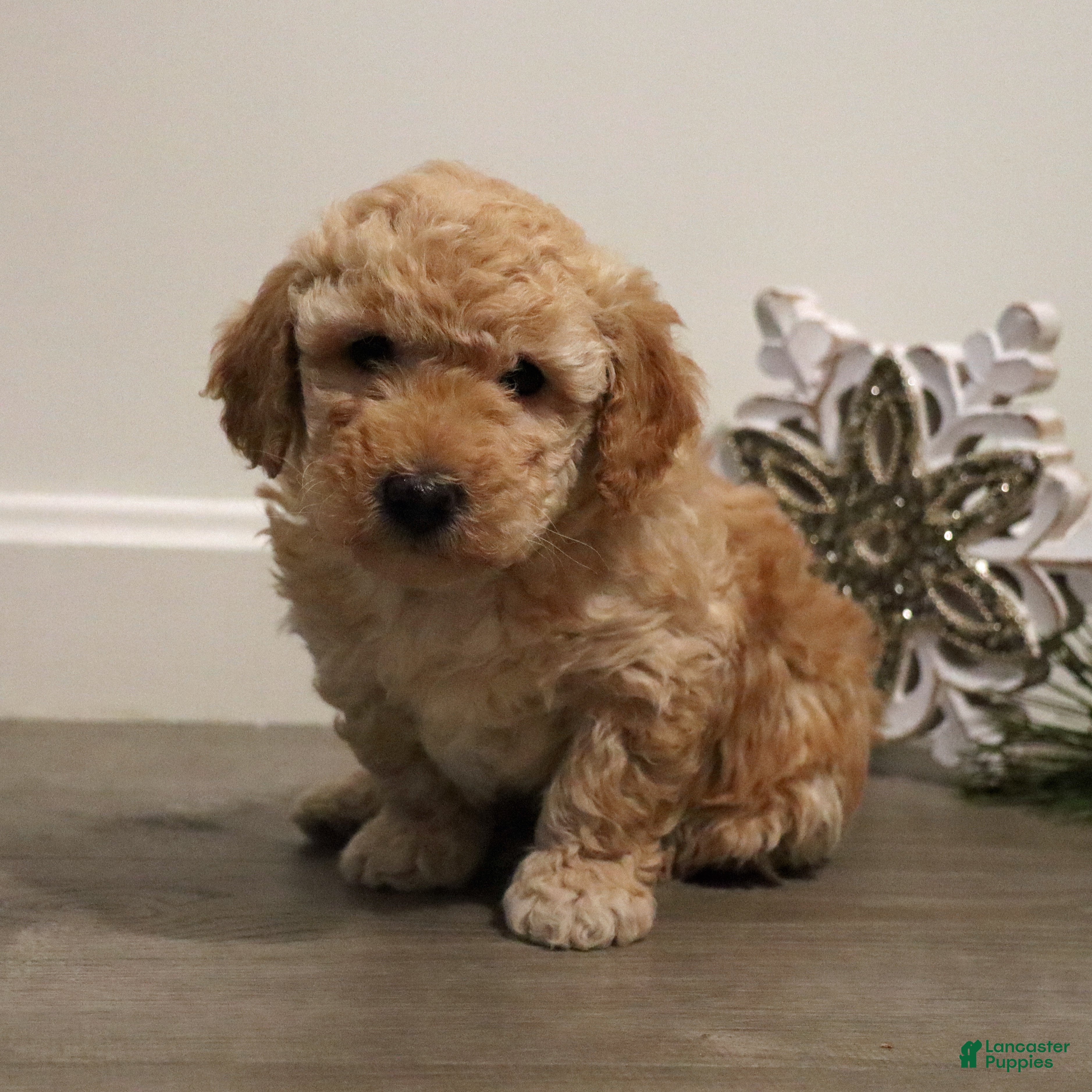 Miniature Poodle dogs for sale: Buddy - Ad 2