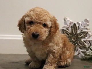 Miniature Poodle dogs for sale: Buddy - Ad 2