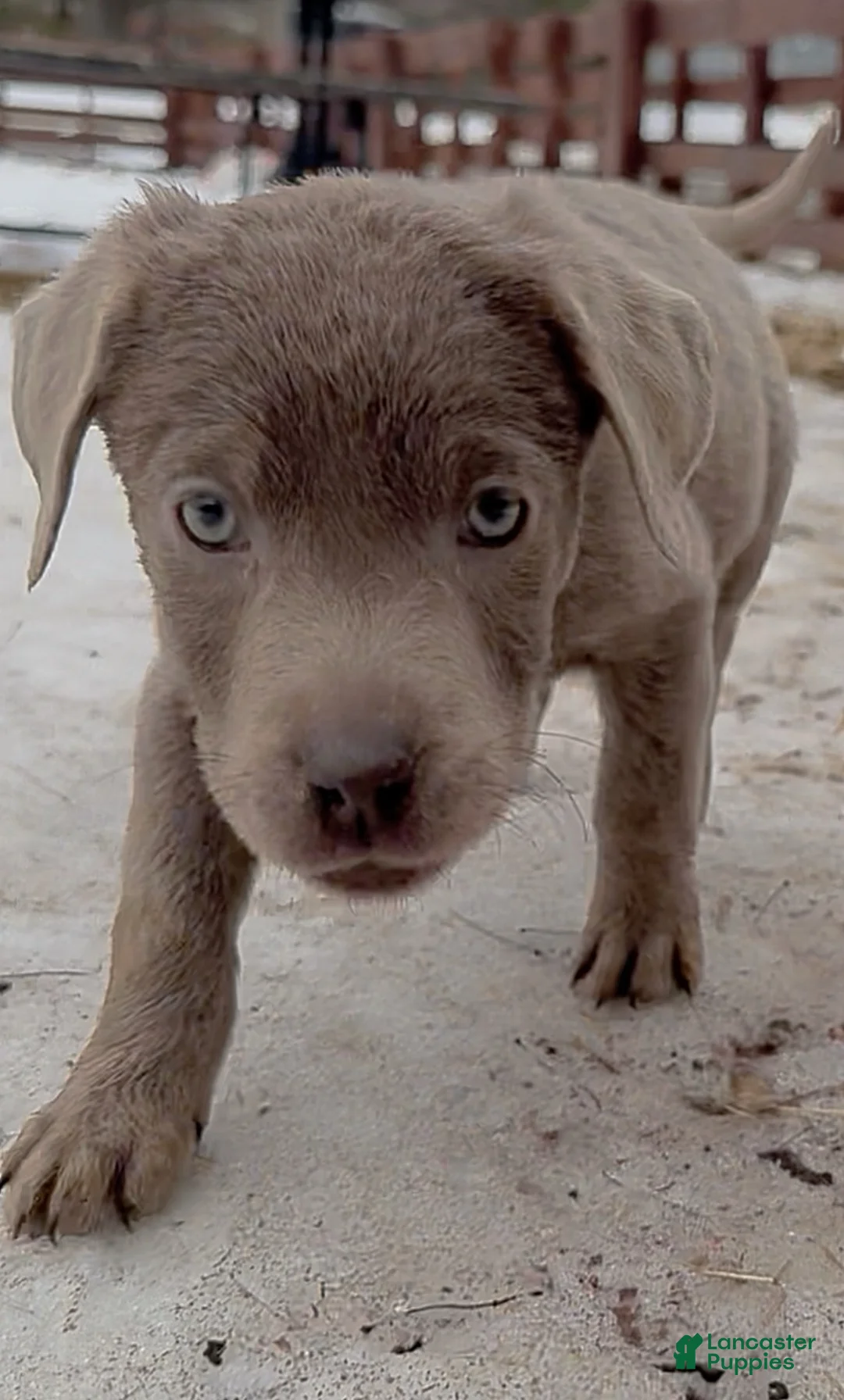 Labrador Retriever dogs for sale: Labrador Retriever Puppy 1 - Ad 14