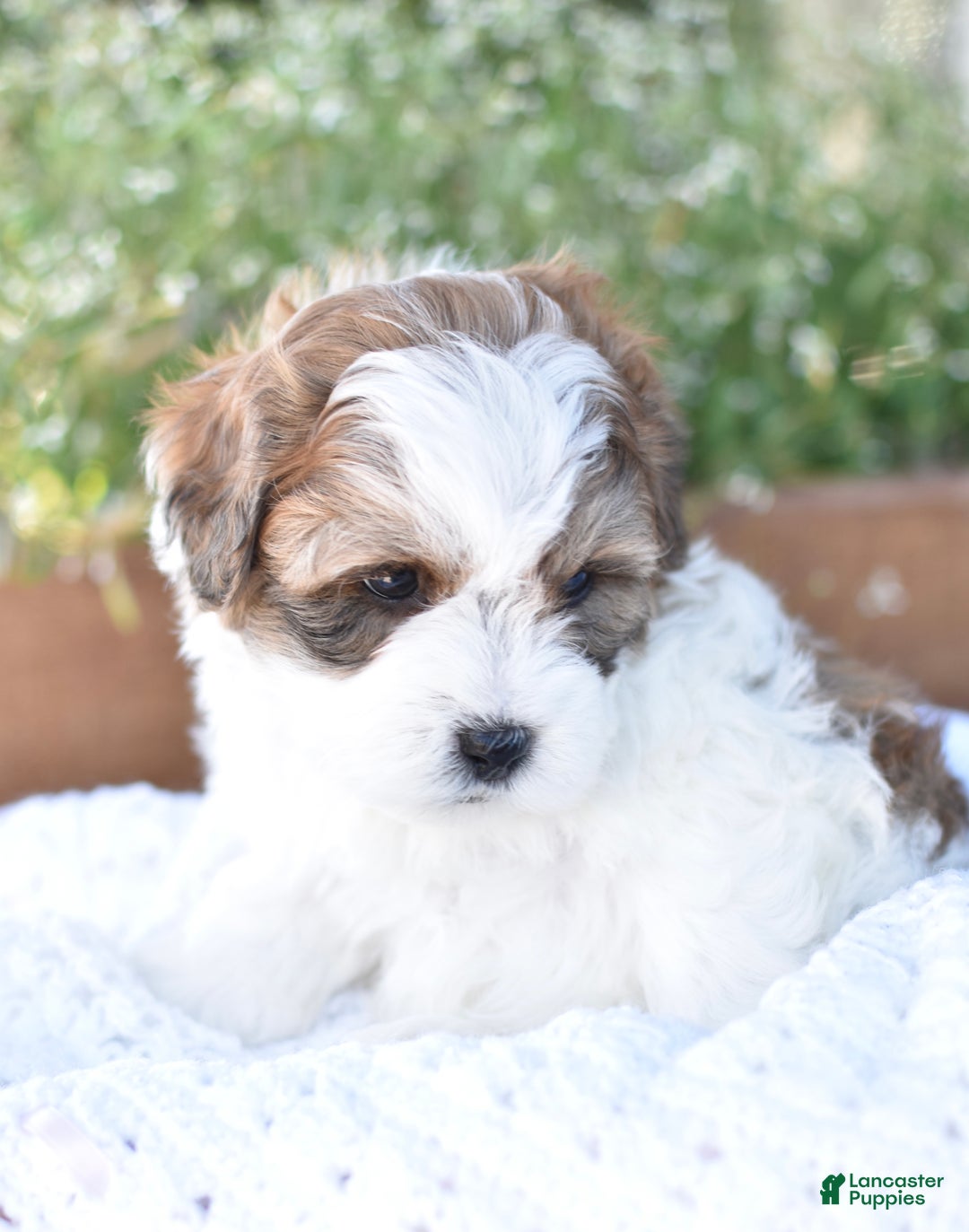 Mixed Breed dogs for sale: Diamond - Ad 5