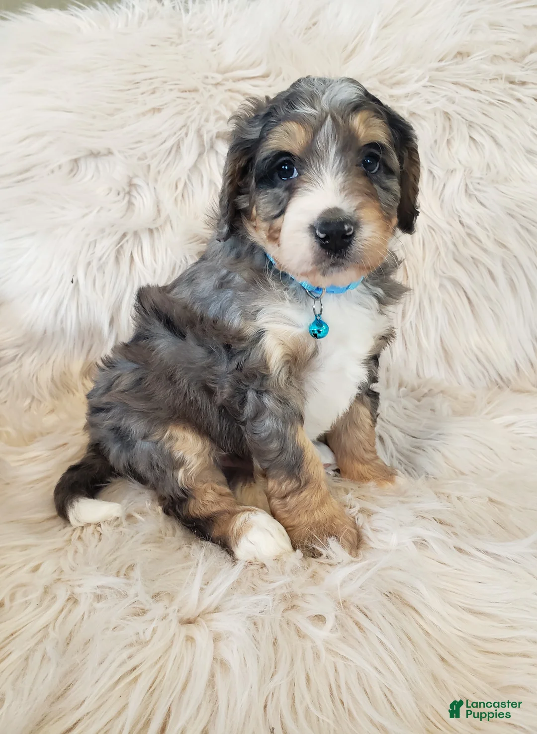 Mini Bernedoodle dogs for sale: Roscoe - Ad 4