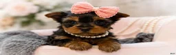 Yorkshire Terrier dogs for sale: Minnie 1.2lbs on 8/28 - Ad 2