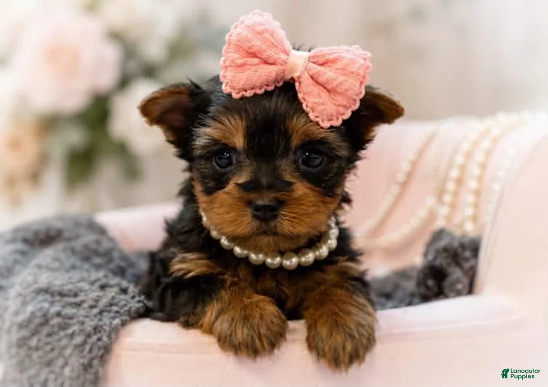 Yorkshire Terrier dogs for sale: Minnie 1.2lbs on 8/28 - Ad 2