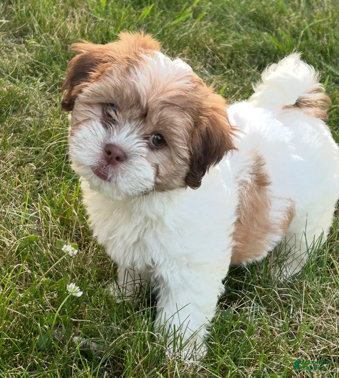 Teddy Bear dogs for sale: Hope - Ad 7