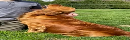 Golden Retriever dogs for sale: Leo - Ad 7