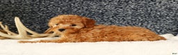 Cavapoo dogs for sale: Astrid - Ad 5