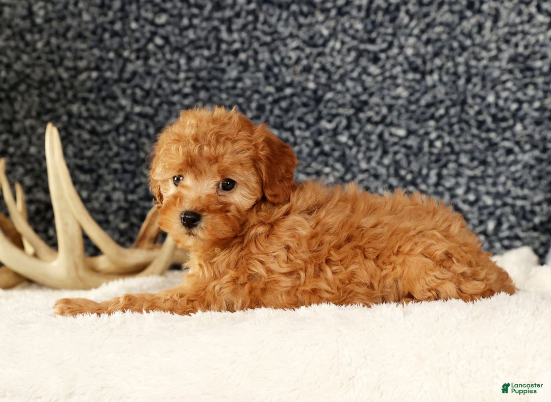 Cavapoo dogs for sale: Astrid - Ad 5