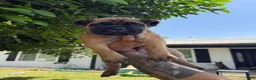 Cane Corso dogs for sale: Puppy 2 - Ad 3