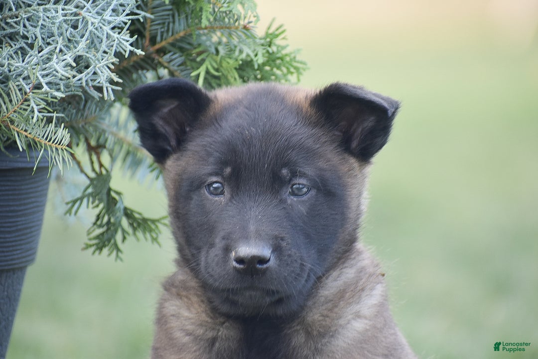 Belgian Malinois dogs for sale: Randy - Ad 2