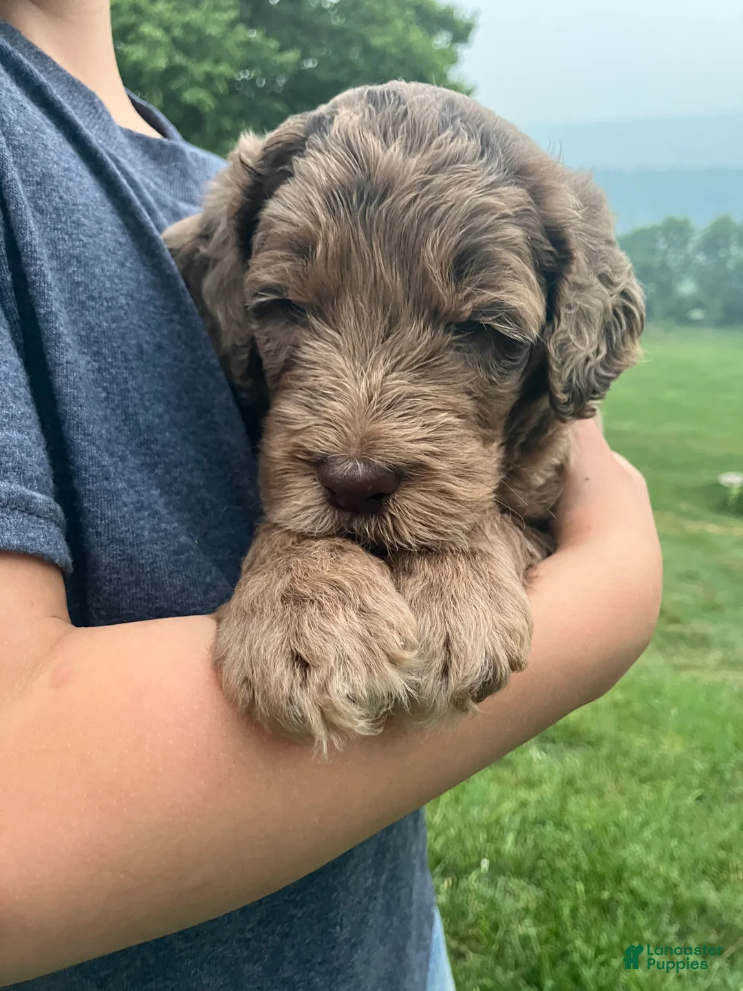 Labradoodle dogs for sale: Freckles - Ad 1