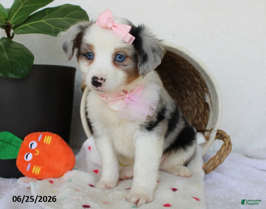 Miniature Australian Shepherd dogs for sale: Penelope - Ad 2