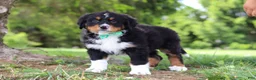 Bernese Mountain Dog dogs for sale: Loki - Ad 4