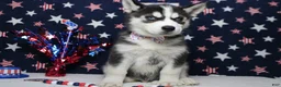 Siberian Husky dogs for sale: Atlas - Ad 2