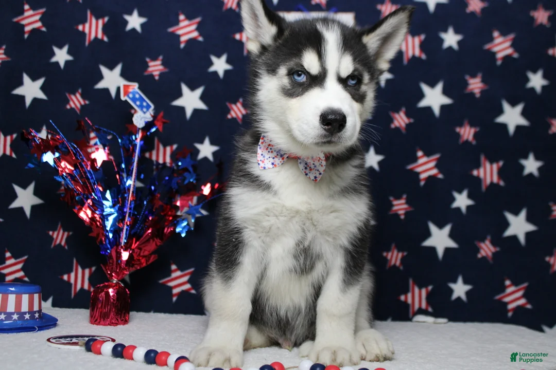 Siberian Husky dogs for sale: Atlas - Ad 2