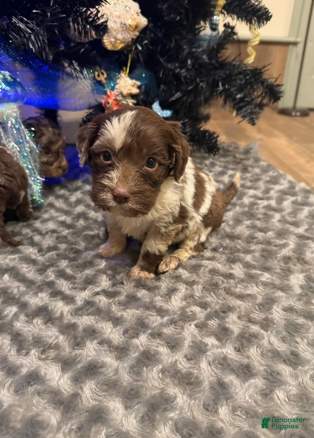 Labradoodle dogs for sale: Labradoodle Puppy 5 - Ad 2