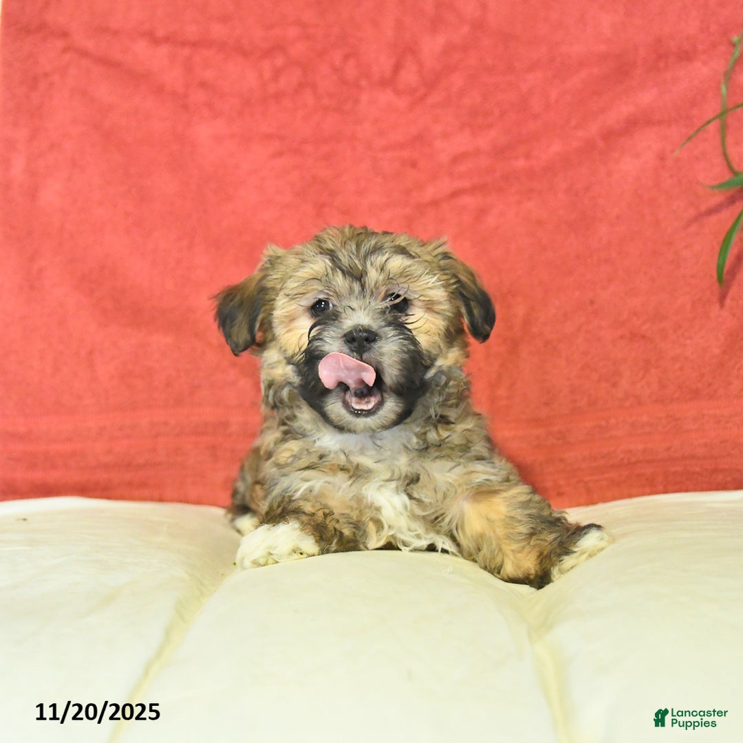 Shorkie dogs for sale: Maple   - Ad 3
