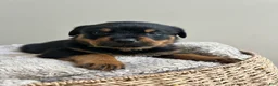 Rottweiler dogs for sale: Snickers - Ad 3
