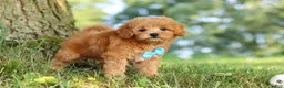 Maltipoo dogs for sale: Conner - Ad 6