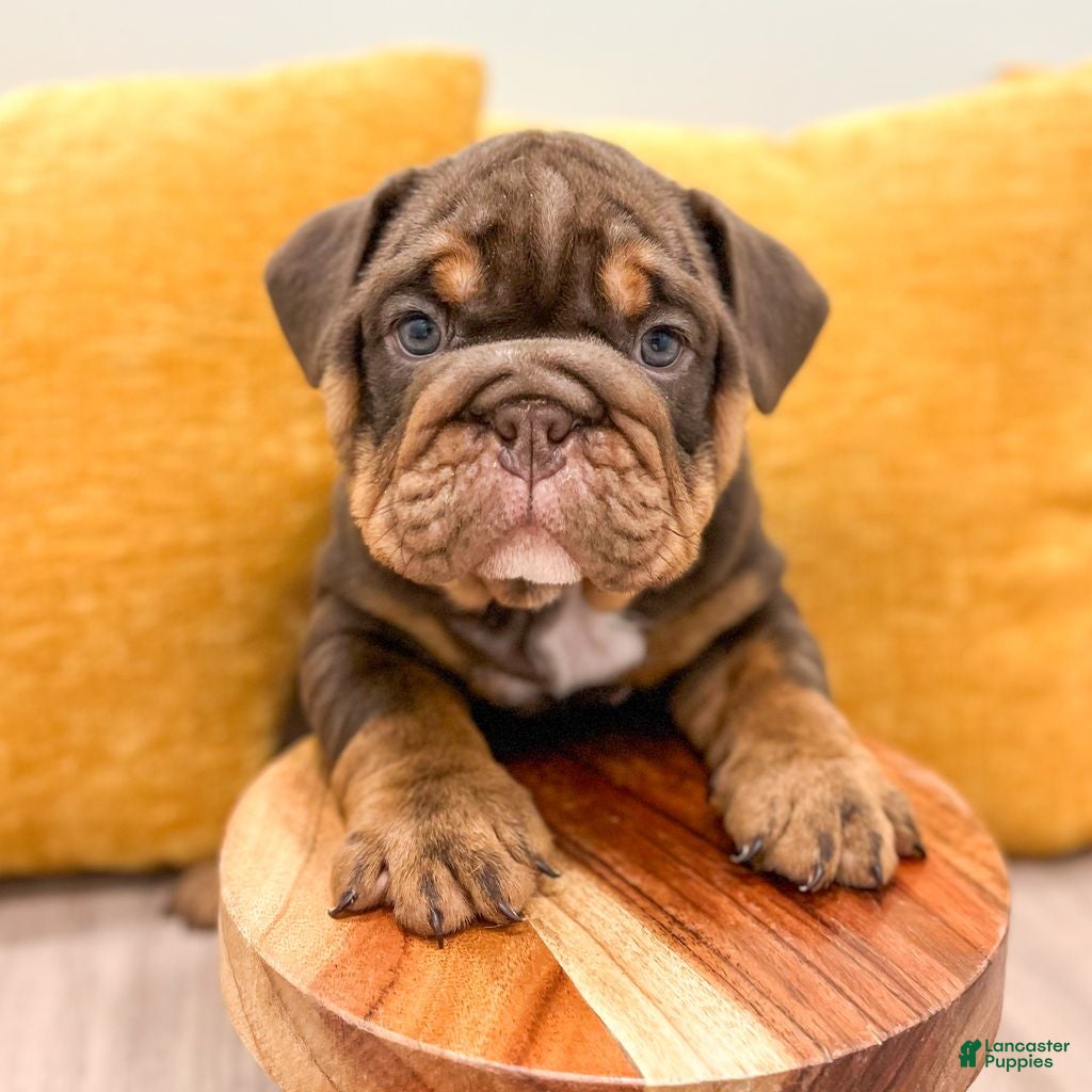 English Bulldog dogs for sale: Silas - Ad 1