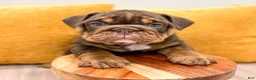 English Bulldog dogs for sale: Silas - Ad 1