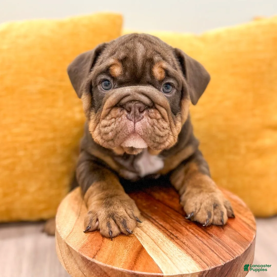 English Bulldog dogs for sale: Silas - Ad 1