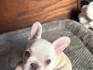 French Bulldog dogs French Bulldog Puppy 4 - Ad 16