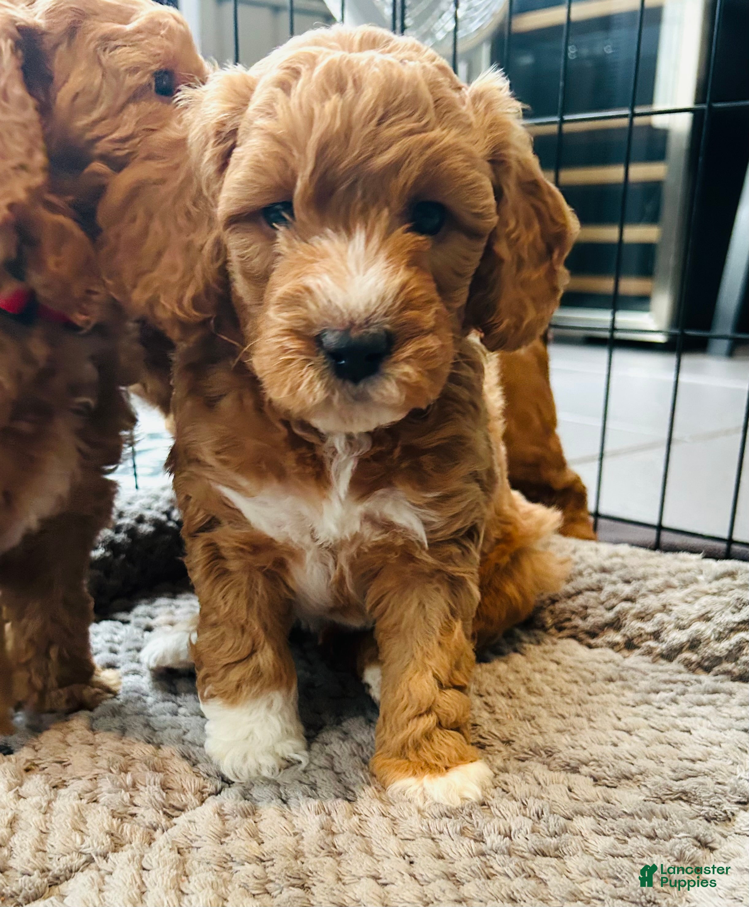 Mini Goldendoodle dogs Mini Goldendoodle Fendi - Ad 23