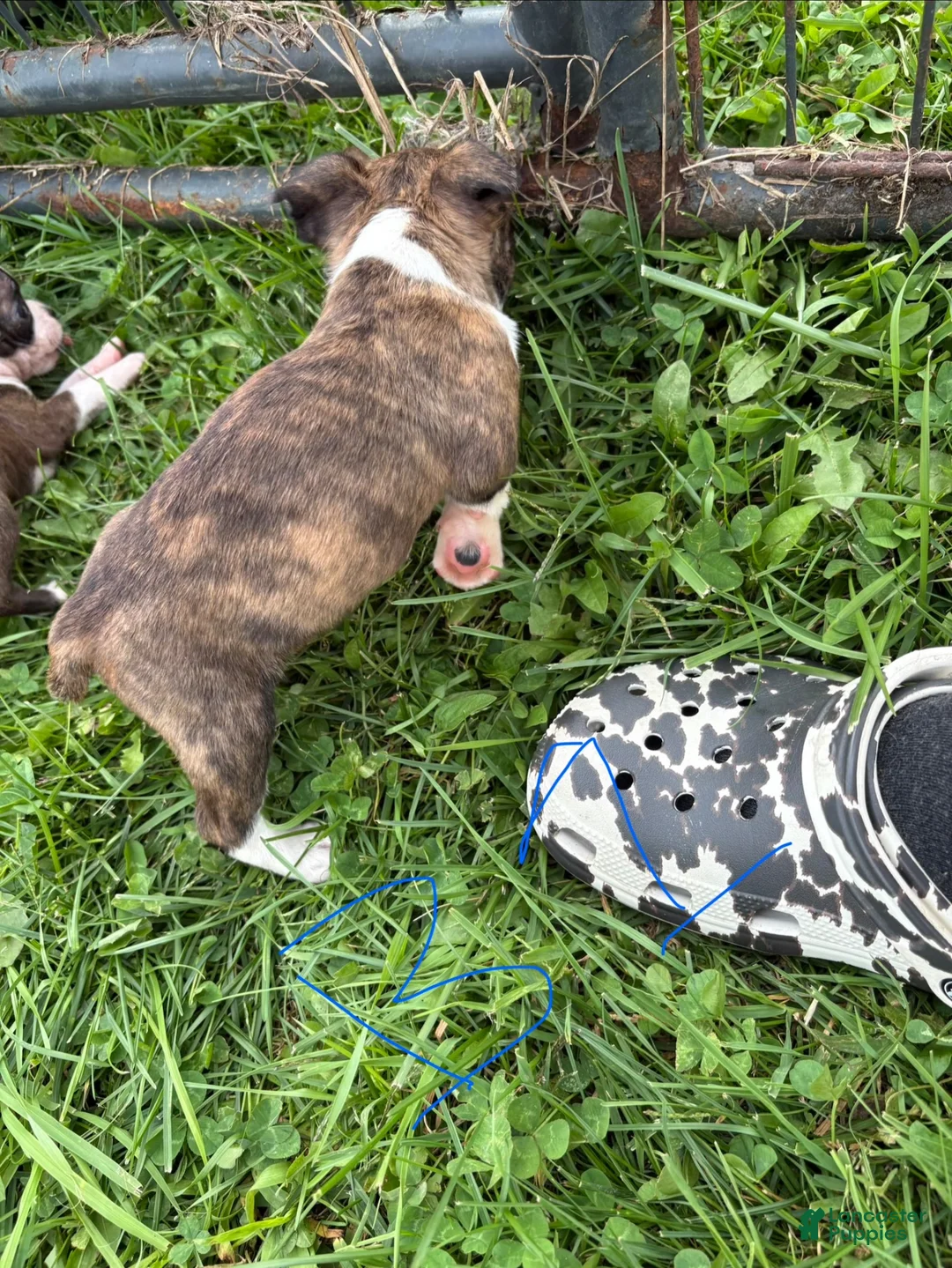 Boston Terrier dogs for sale: Boston Terrier 3 - Ad 2