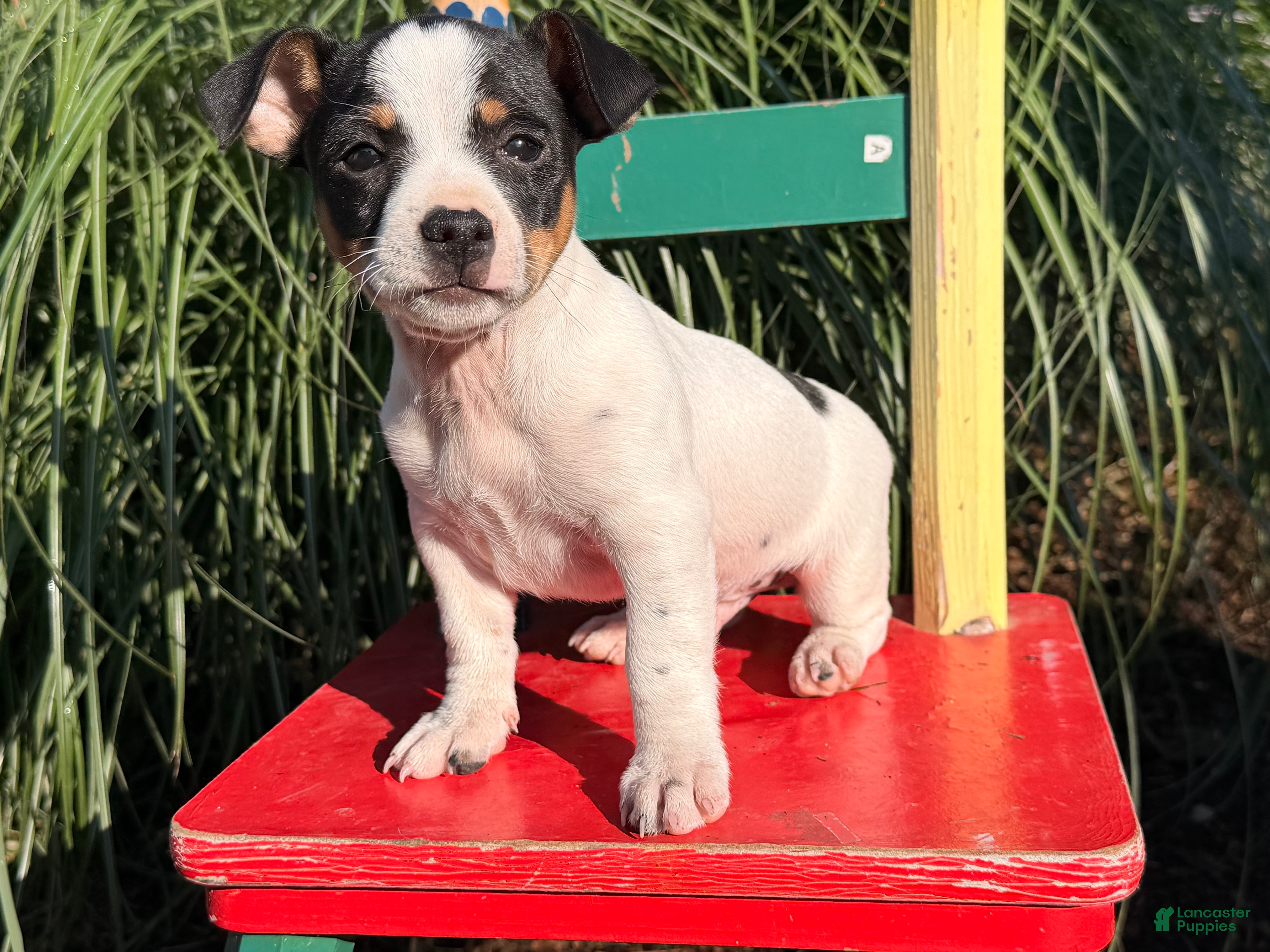 Jack Russell Terrier dogs Spot  - Ad 2