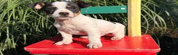 Jack Russell Terrier dogs for sale: Spot  - Ad 2
