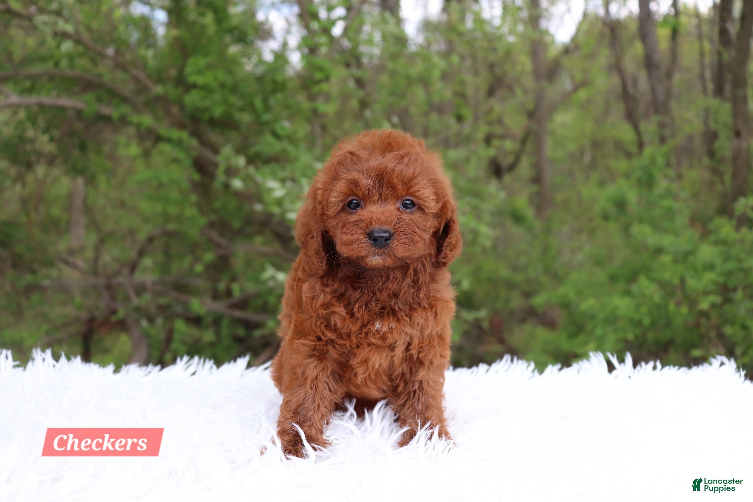 Cavapoo dogs for sale: Checkers  - Ad 4