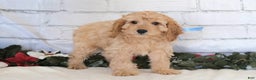 Cavapoo dogs for sale: Cavapoo Puppy 1 - Ad 4