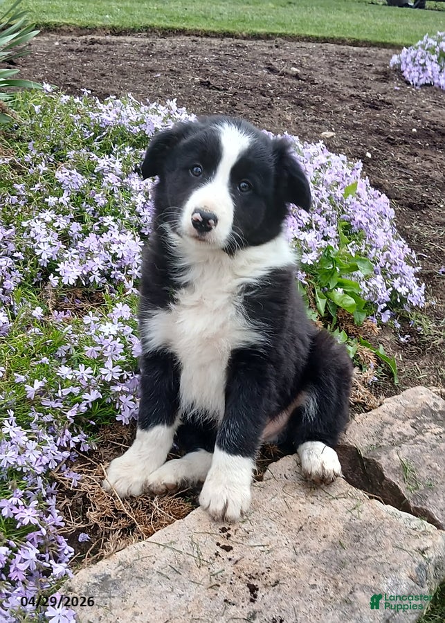 Border Collie dogs for sale: Ranger - Ad 3
