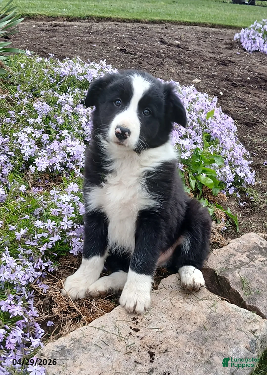 Border Collie dogs for sale: Ranger - Ad 1