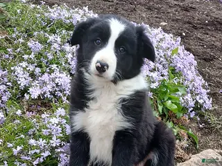 Border Collie dogs Ranger - Ad 3