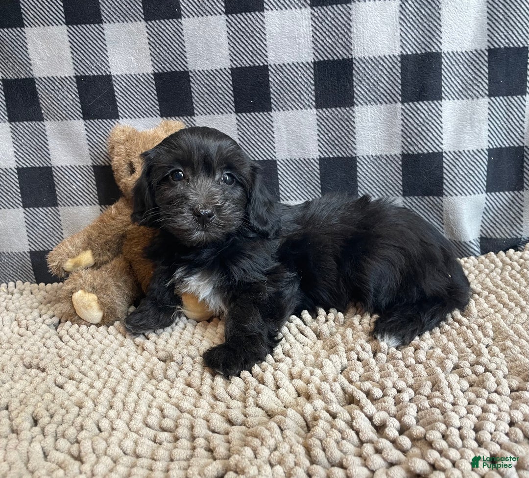 Mixed Breed dogs for sale: Ray - Ad 5