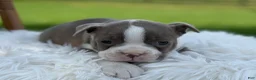Boston Terrier dogs for sale: Domino - Ad 2