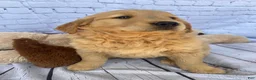 Golden Retriever dogs for sale: Goldy - Ad 7