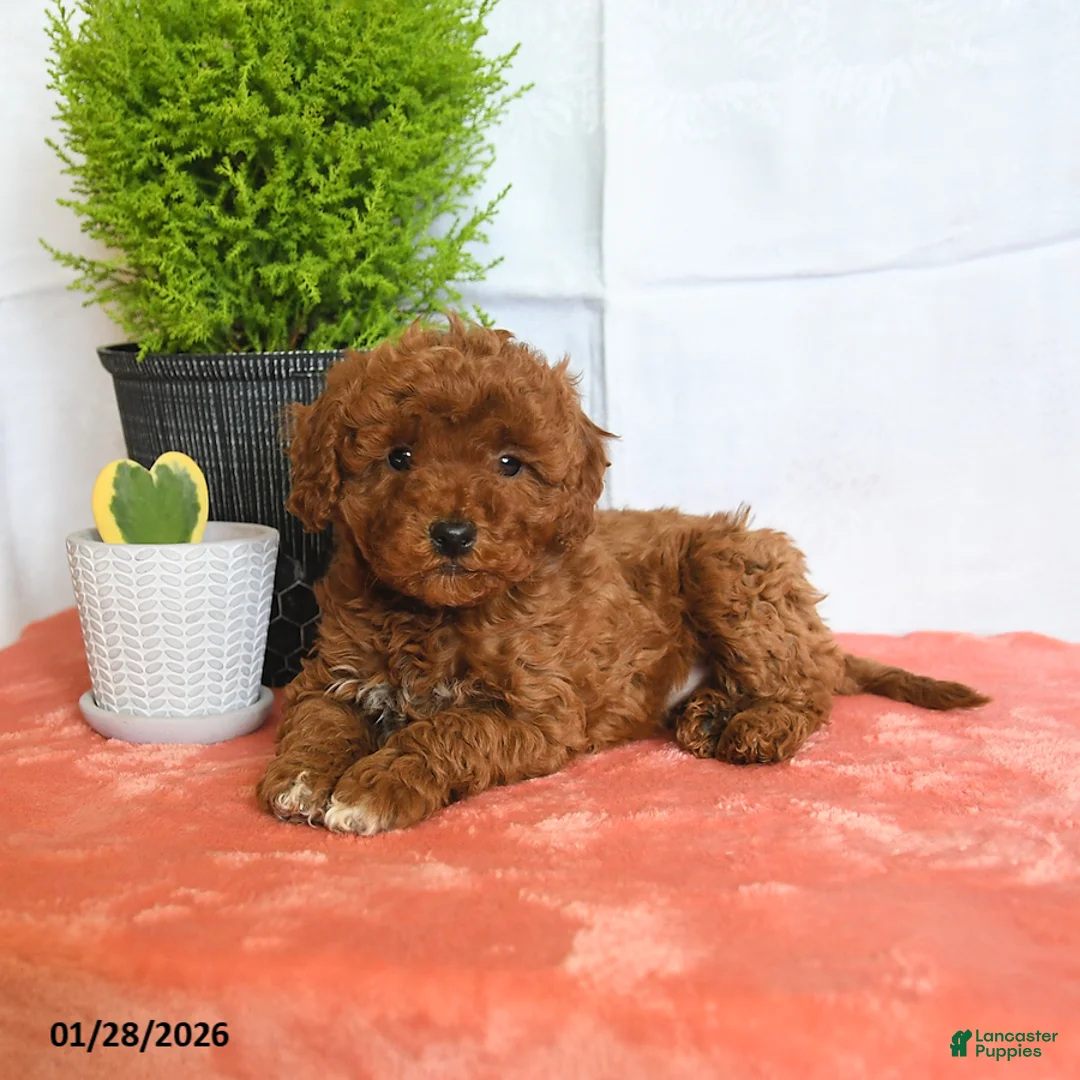 Mini Goldendoodle dogs for sale: Hazel - Ad 2